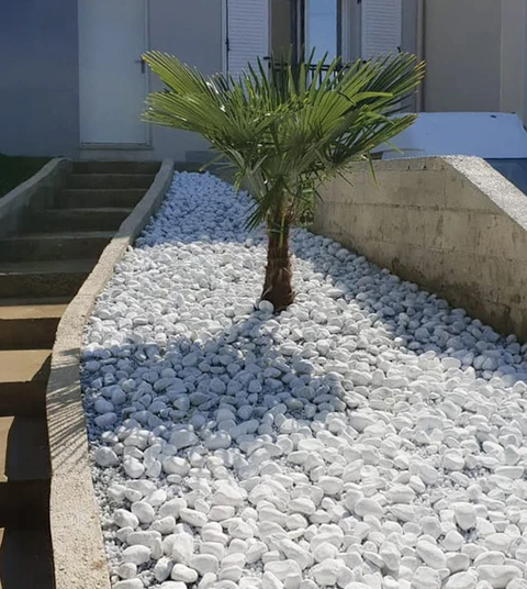 Aménagement paysager extérieur résidentiel avec palmier central planté dans massif de galets décoratifs