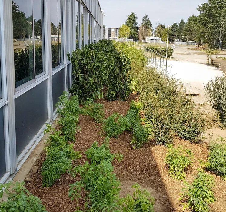 Espace extérieur avec jardin potager aménagé le long d'un bâtiment moderne