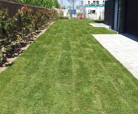 Jardin résidentiel extérieur avec pelouse fraîchement tondue présentant des bandes de tonte parallèles