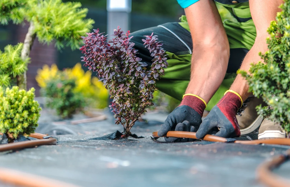 Scène extérieure de jardinage avec jardinier en activité dans un potager verdoyant
