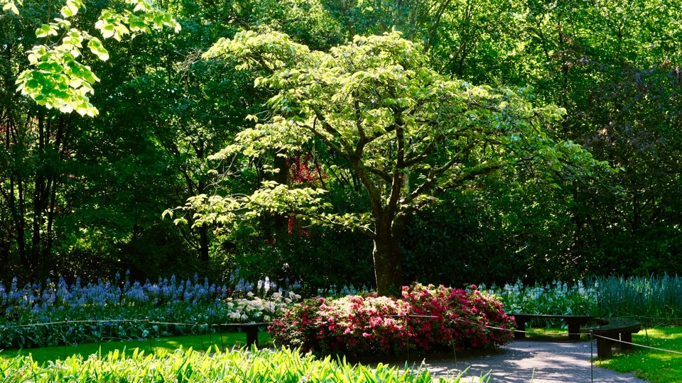Jardin luxuriant avec végétation dense et variée comprenant fougères retombantes aux frondes délicates, plantes vivaces à feuillage vert tendre, arbustes à feuilles composées et tapis de mousse