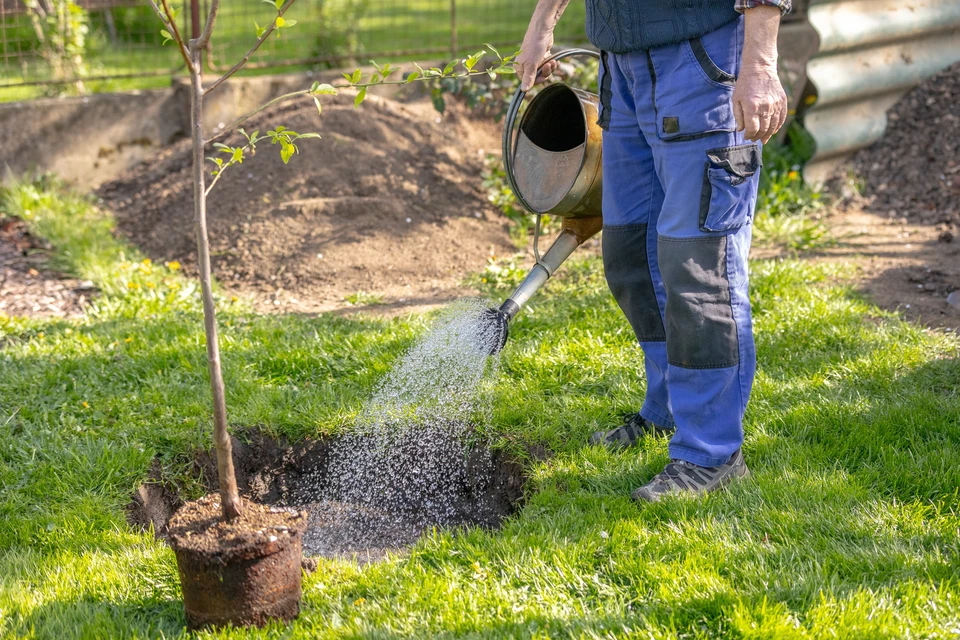 Un ouvrier en casquette bleue plante un arbre dans une fosse creusée dans le jardin