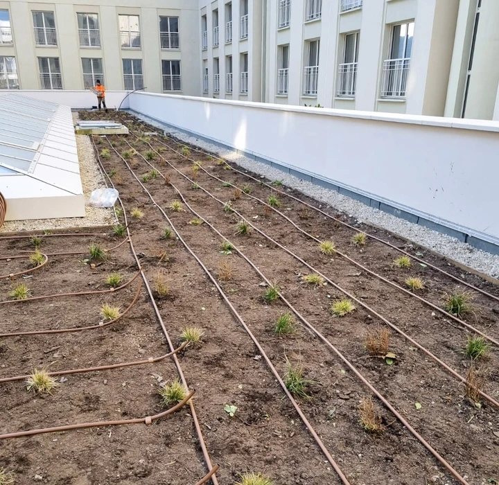 Jardin japonais paysagé avec bassin d'eau verte au premier plan bordé de végétation ornementale et rochers décoratifs